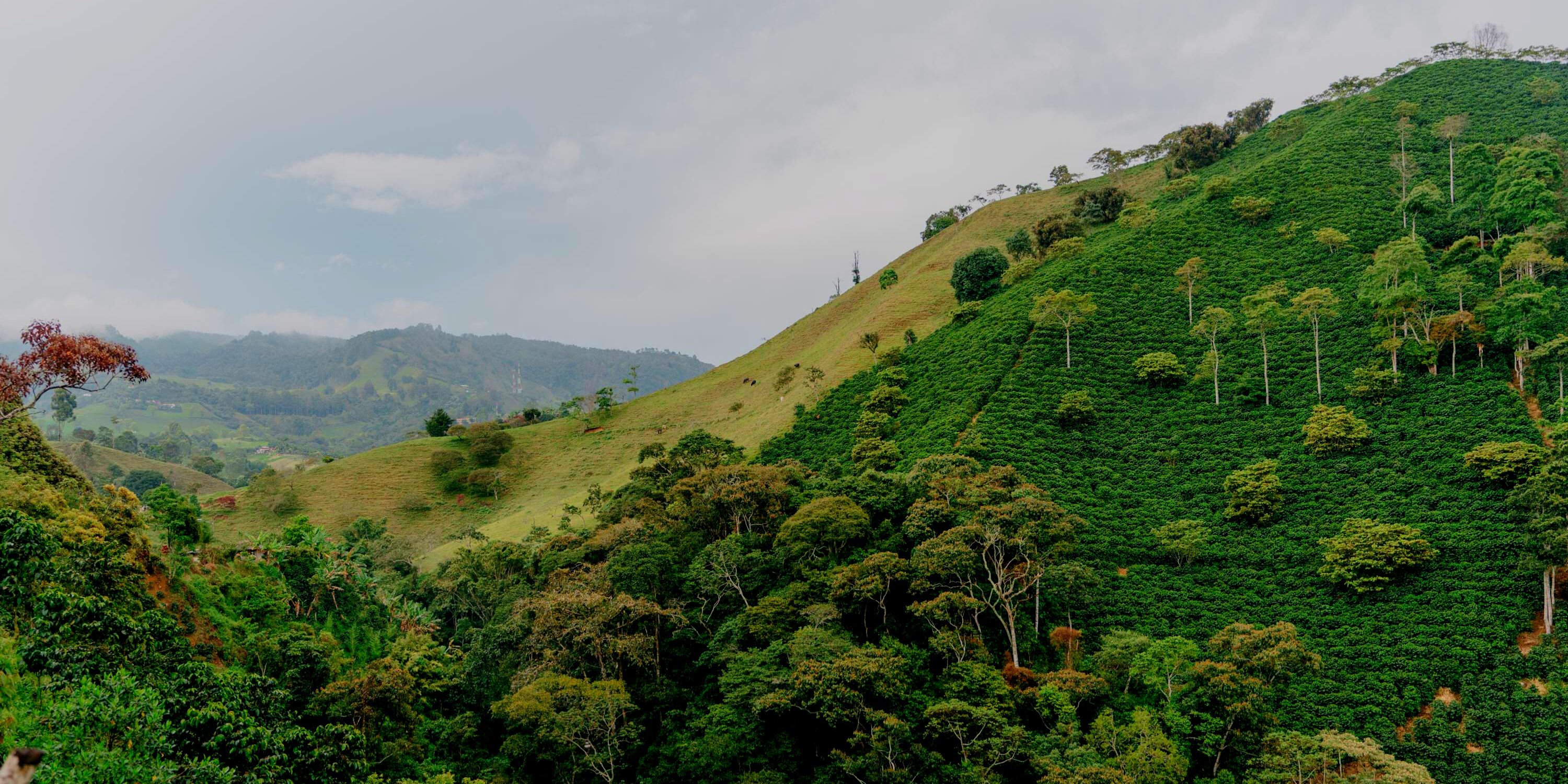 L’altitude compte quand il s'agit du café