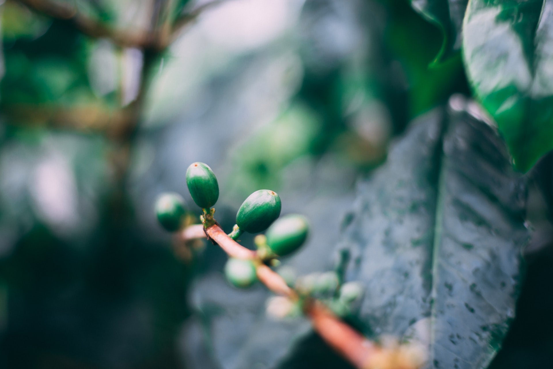 Pourquoi le café Jamaican Blue Mountain est-il si cher?